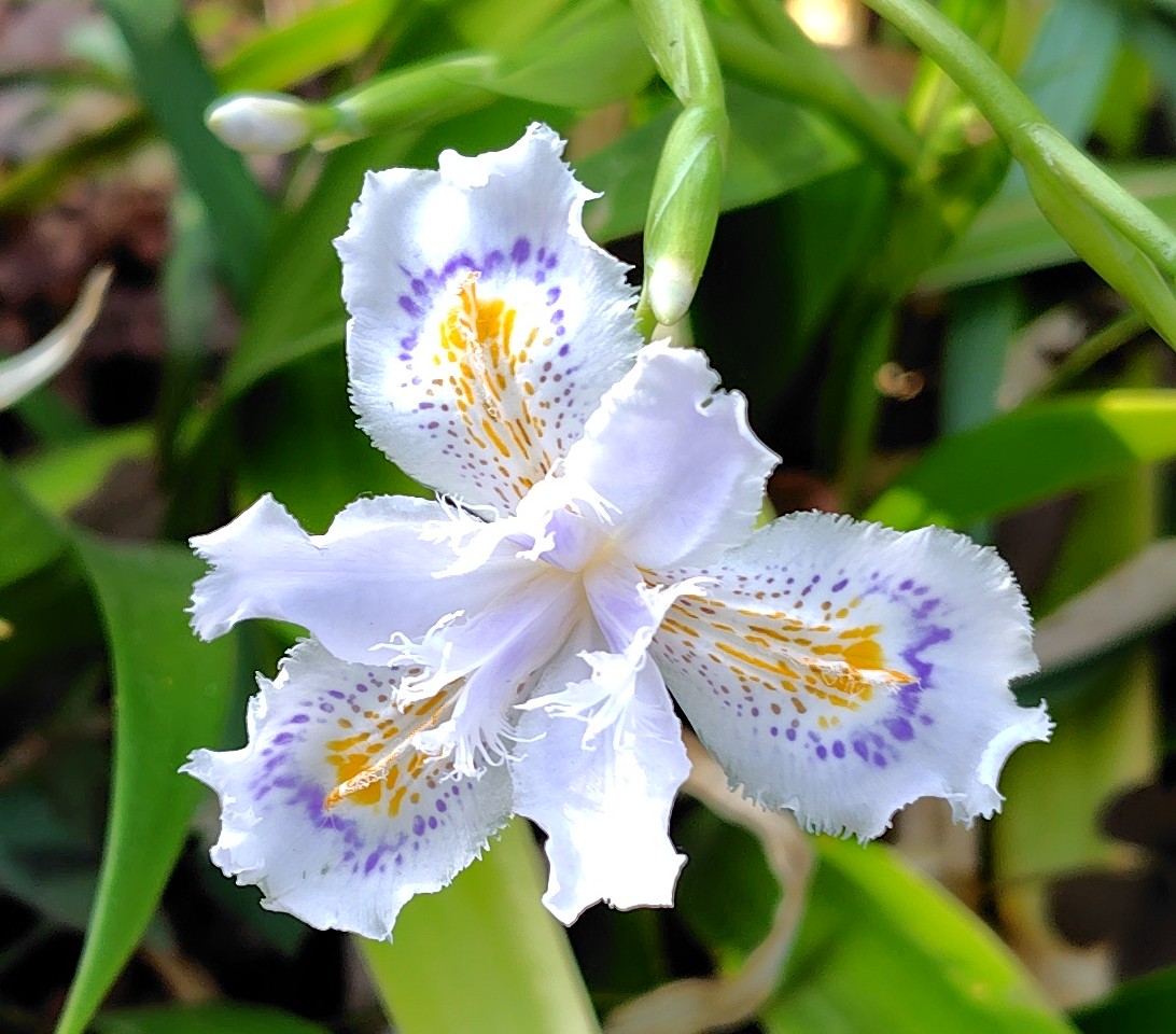 アメンボ tweet media