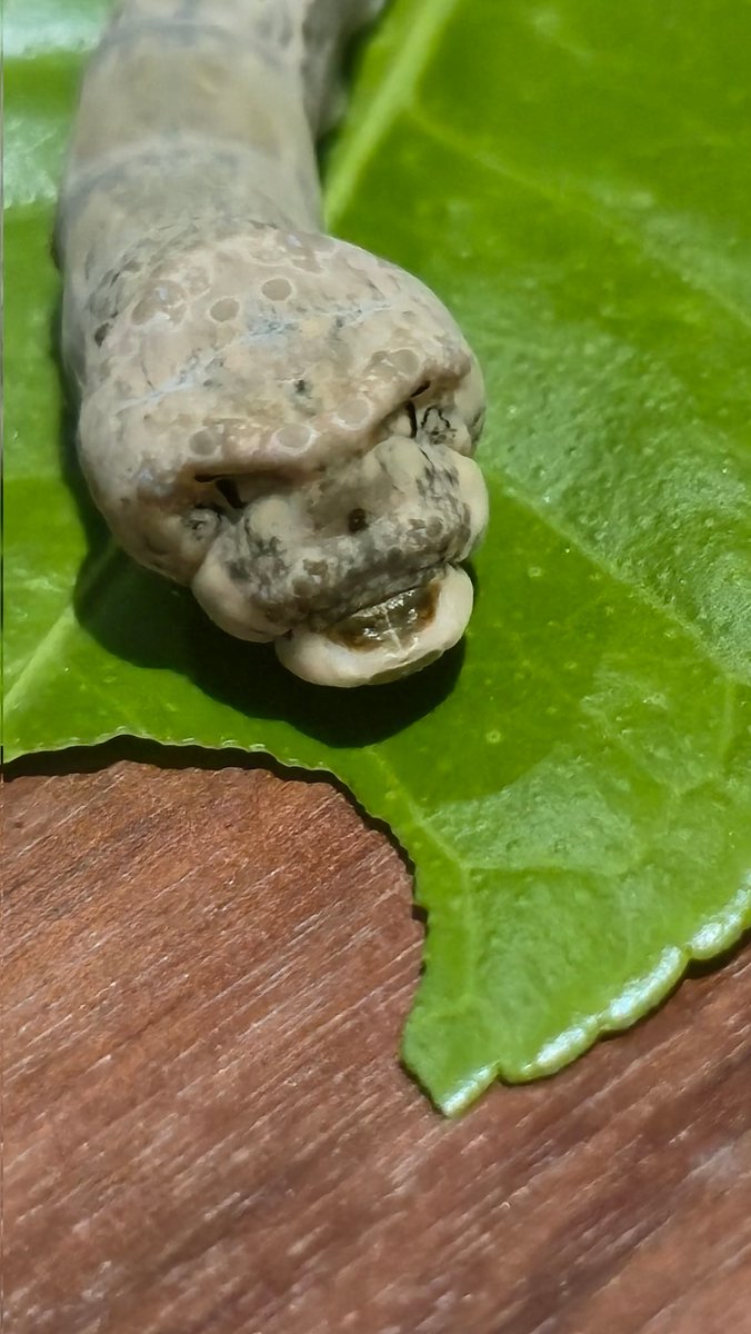 Daniel Ferrero tweet media