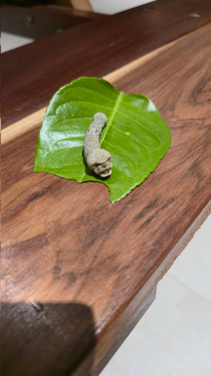 Daniel Ferrero tweet media