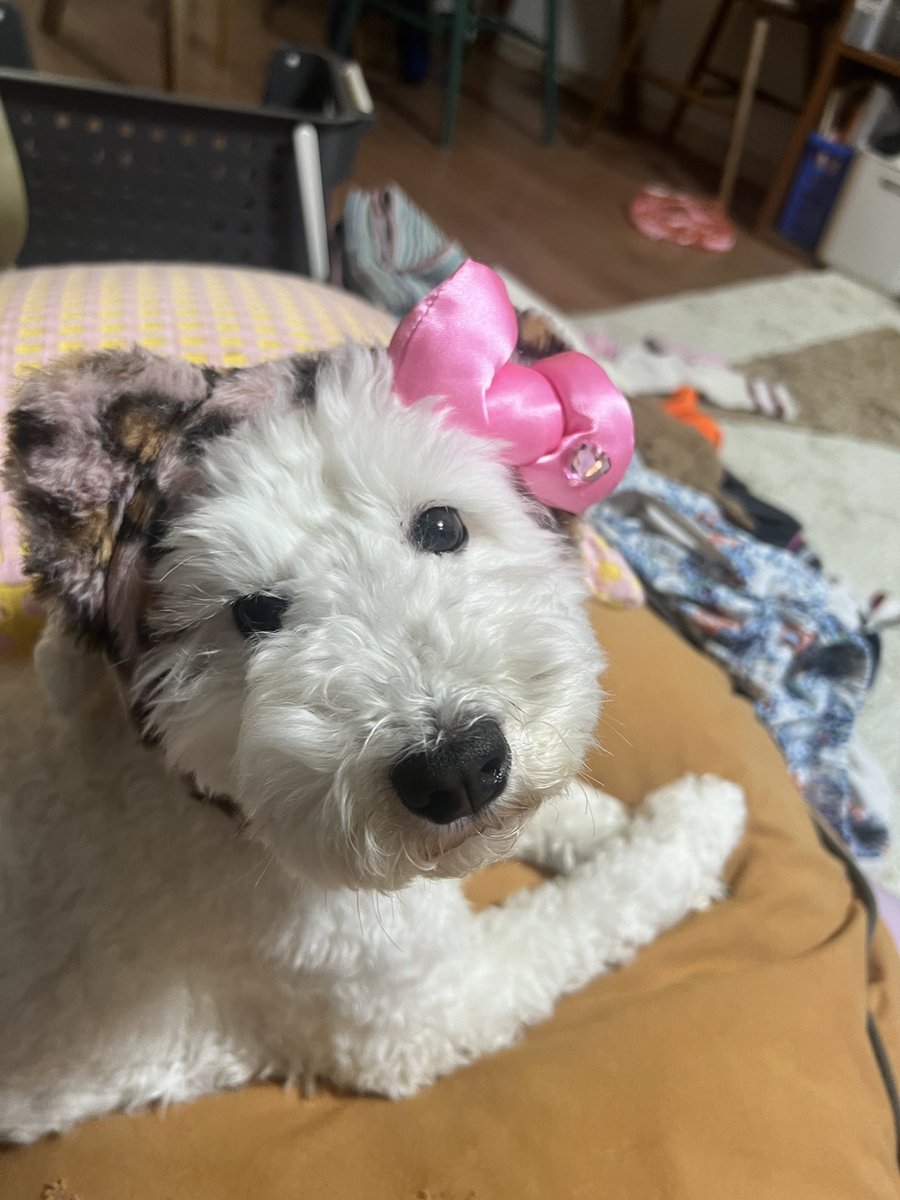 めぐみん♪ tweet media