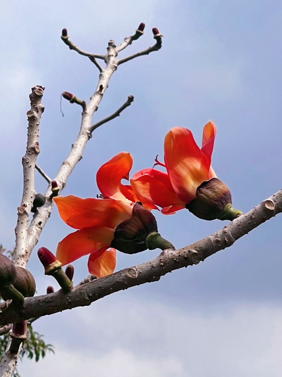 🌿cat chuang🌸 tweet media