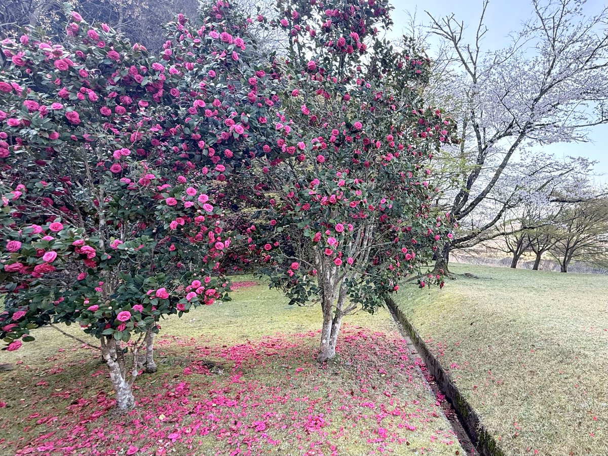 和気町ファンクラブ【公式】✨入会無料✨ tweet media