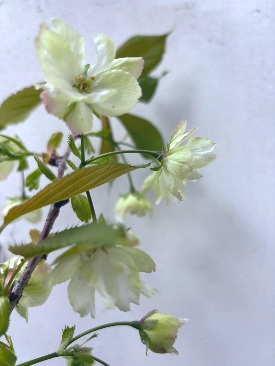 teh2323's tweet photo. ベランダの鬱金桜が咲いた
今年も薄い緑が美しい、ありがとう

#春 #桜 https://t.co/TS02SpestS