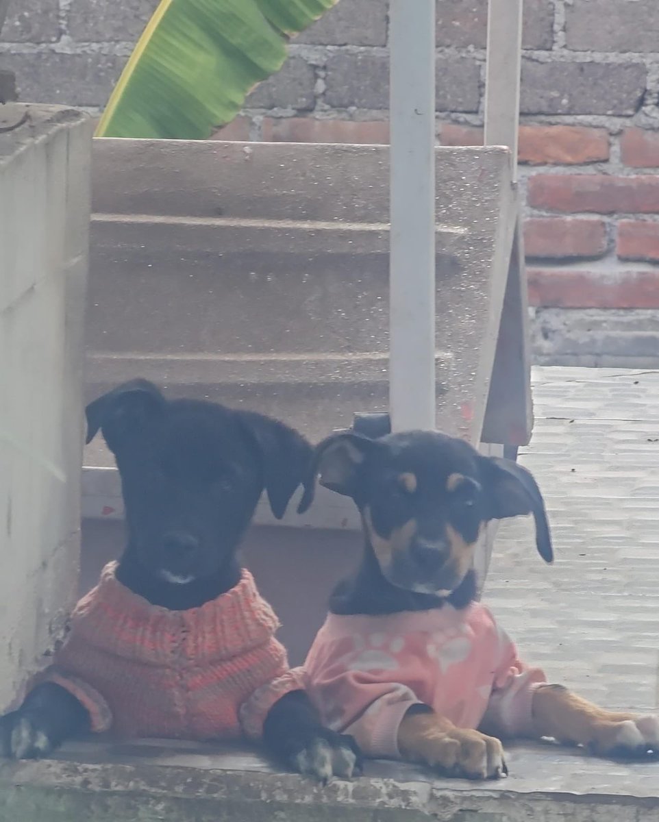 Firulais a salvo tweet media