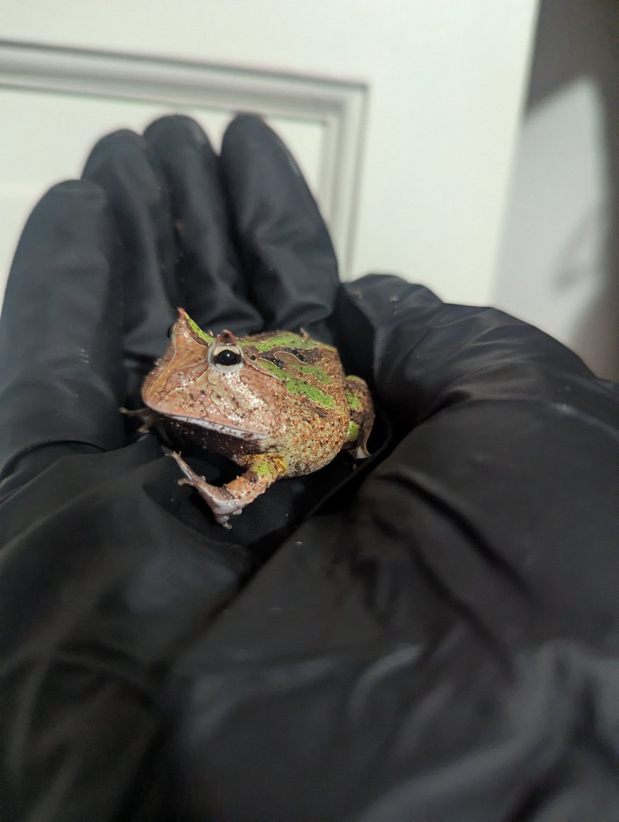 Concentrated Lizard Autism tweet media