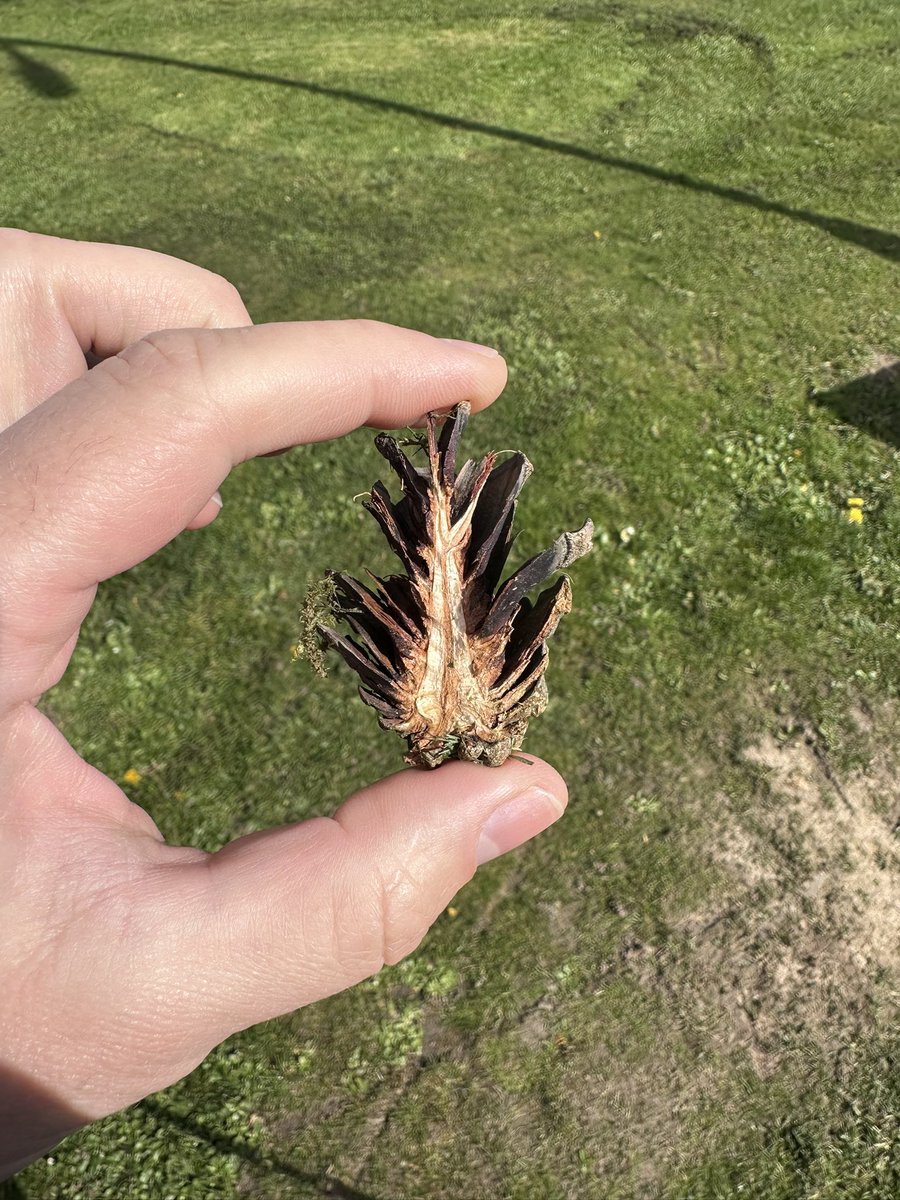 Банщик Эда Ширана tweet media