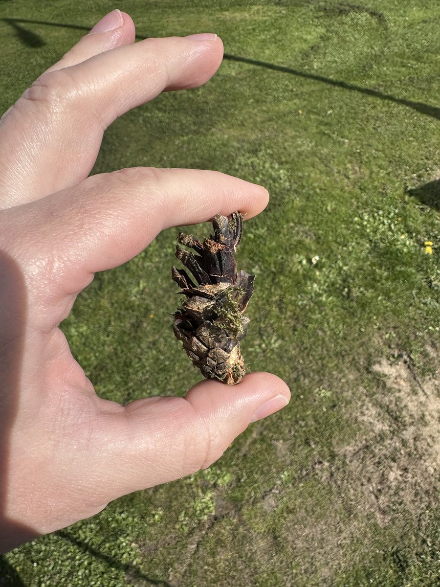 Банщик Эда Ширана tweet media