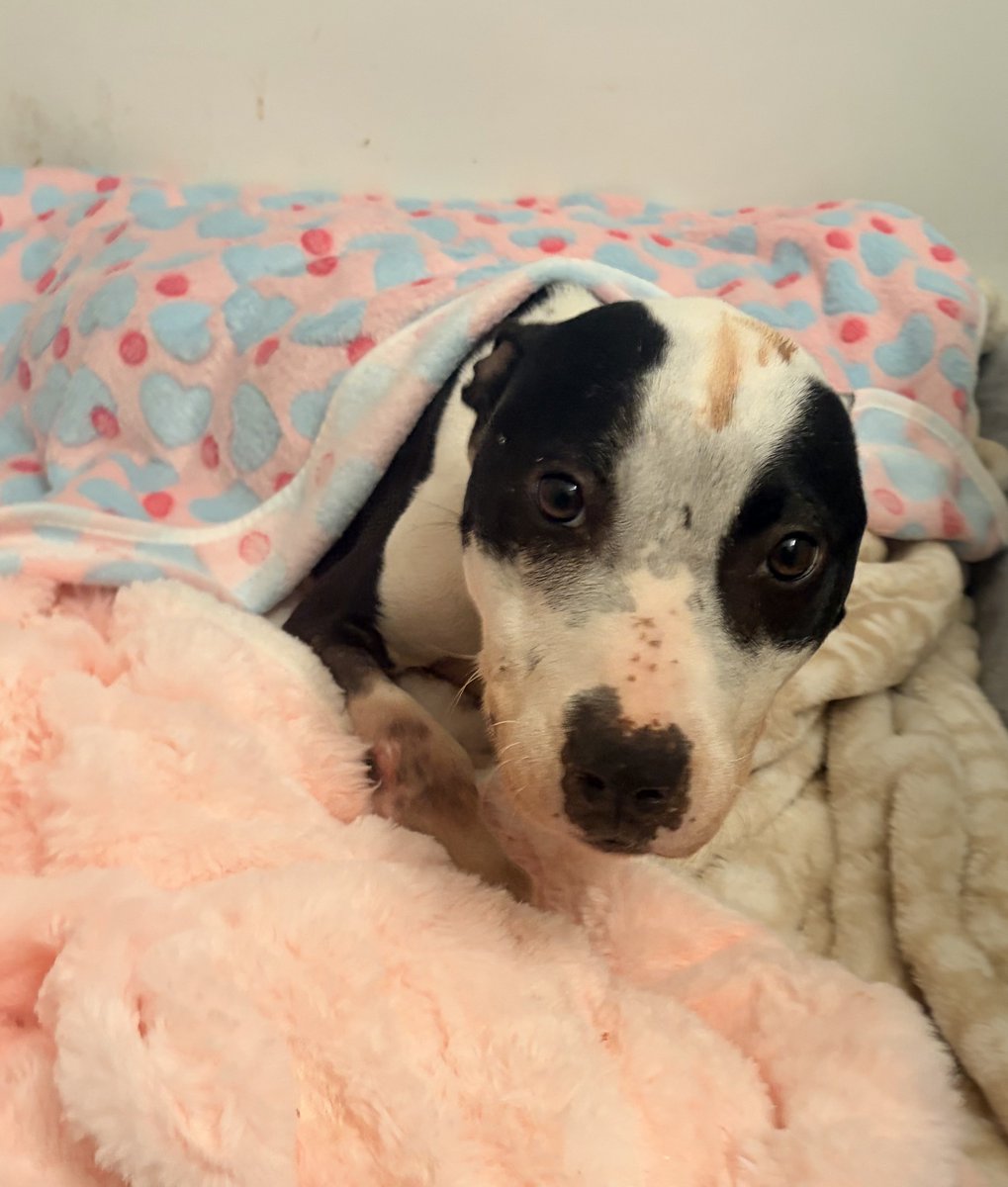 Lola Patolla tweet media