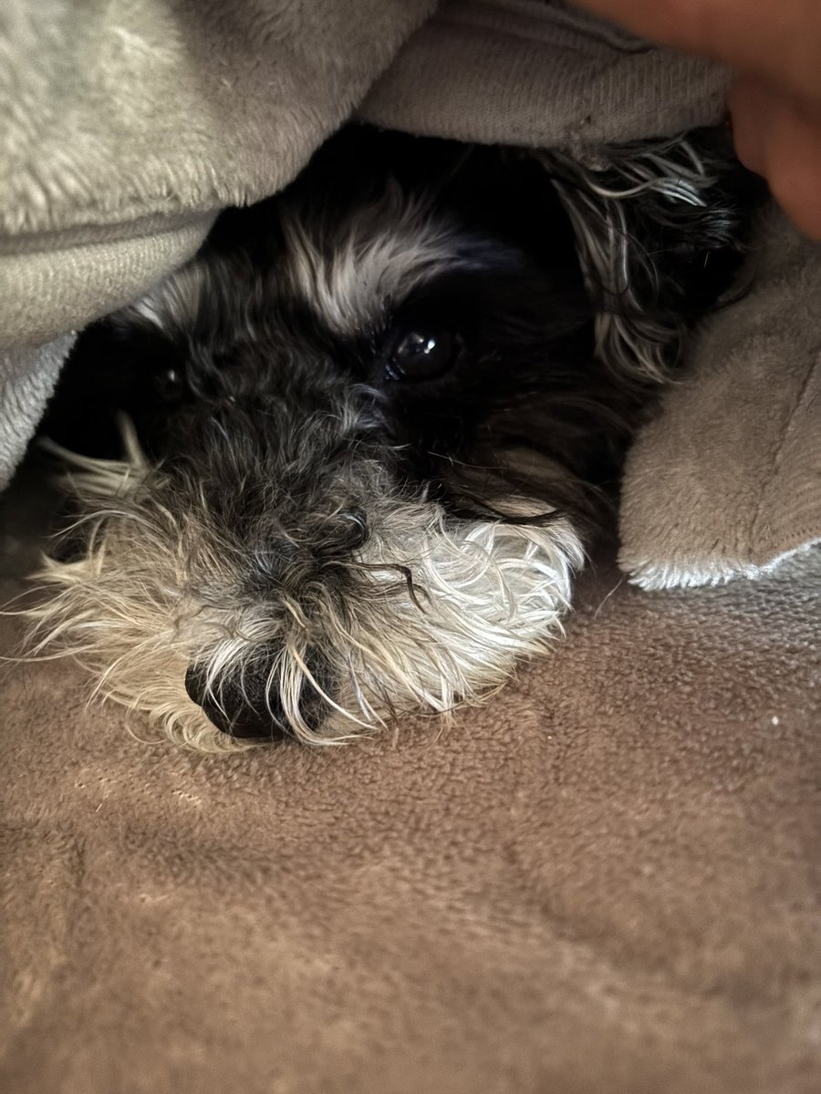 ふれさん tweet media