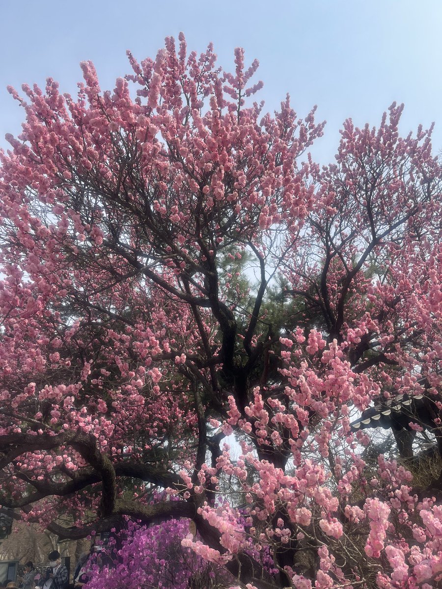 어른이 된다는 건 상실에 익숙해지는 과정..이라는 무라카미하루키의 글이 공감가는 요즘이다.  이 상실의 조각이 모여 나의 삶의 이야기가 되고 세상을 좀더 친절하고 상냥하게 살아 갈 힘을 주기에…오늘도 작고 소중한 행복으로 나의 삶을 채워 간다. 함께할 누군가가 있어 즐겁다. #하루일기
