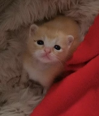 stickydacat tweet media