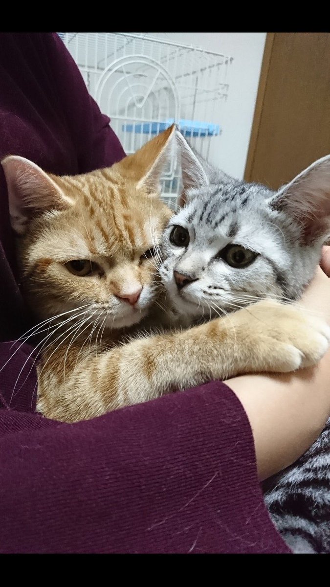 darasan1102's tweet photo. @maru0hachi 名前　ボム　ダラ
我が家の愛猫です！
是非アートにしてもらいたいです！ https://t.co/Tb5at7zORb
