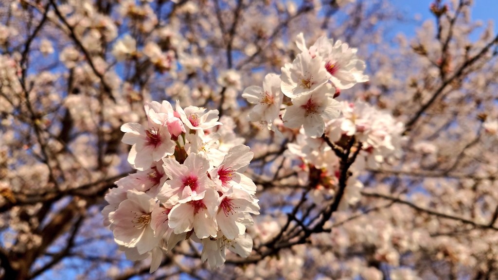 Fudambald's tweet photo. 初筍とお花見と。🌸ヽ(ﾟ∀ﾟ)ノ
＃タケノコ #桜 https://t.co/Owa1WwzGFT