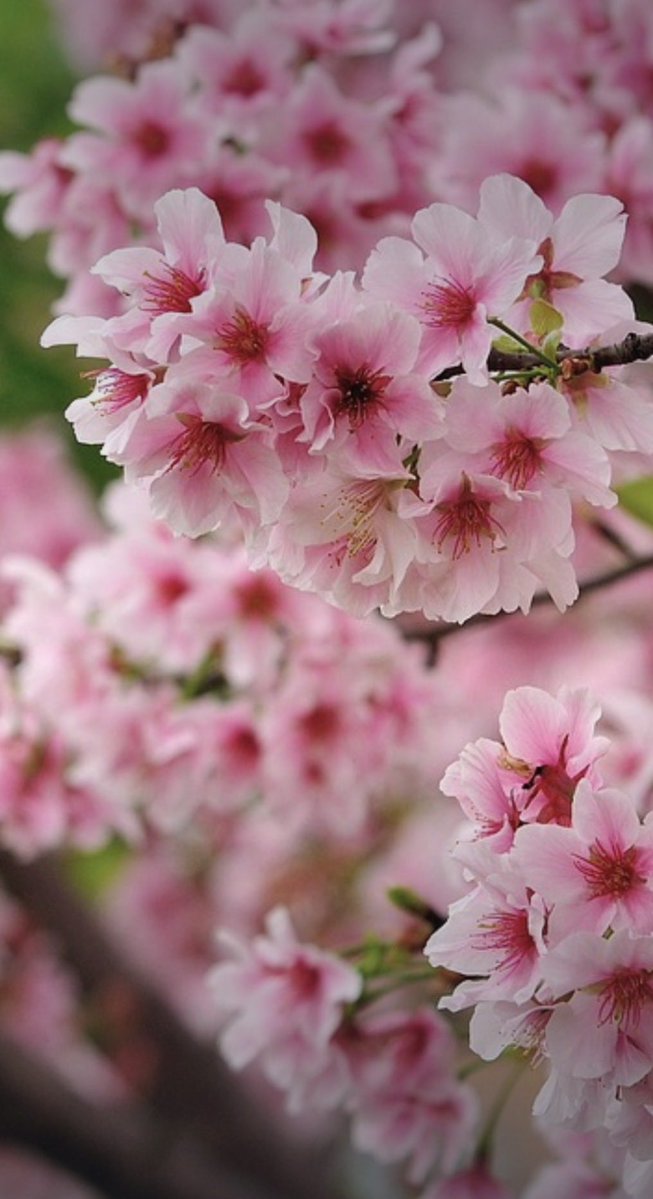 ✴︎ Maco ✴︎ tweet media