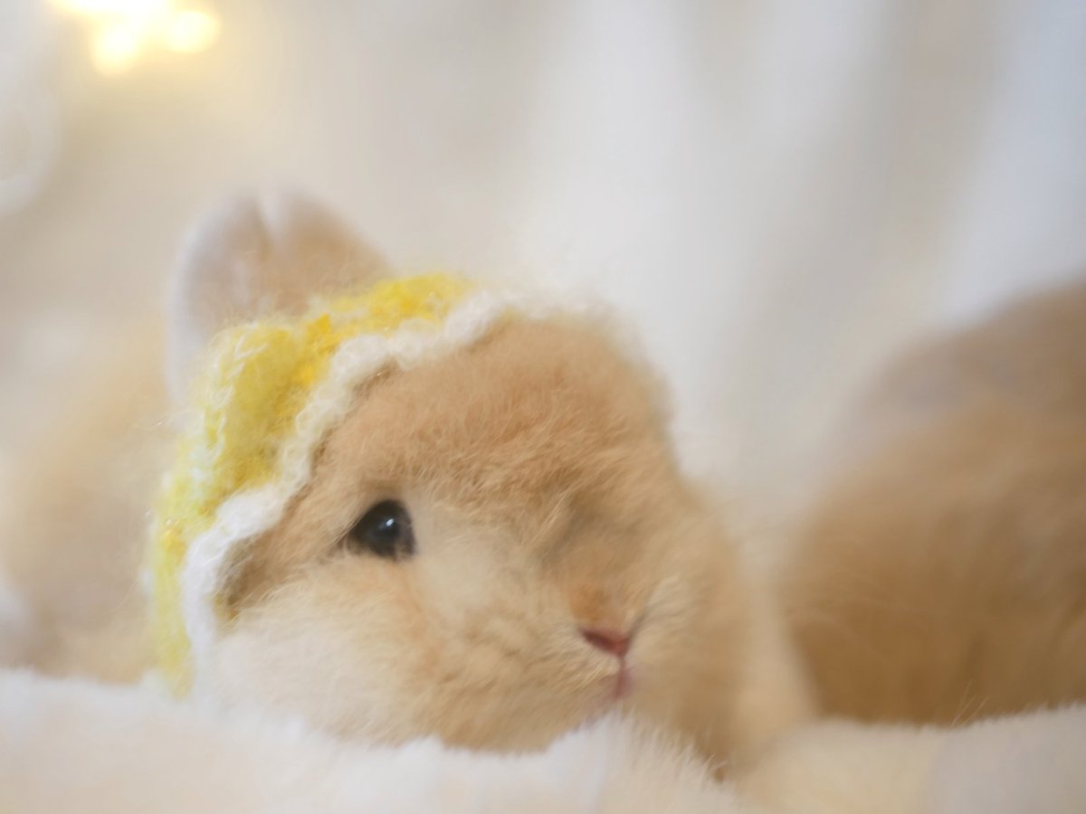 うさぎのひのき🌳 Hinoki bunny tweet media