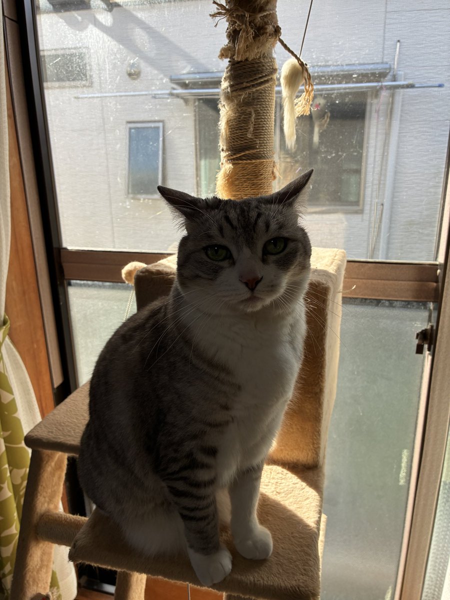 Lizard_tw＠🐱 tweet media