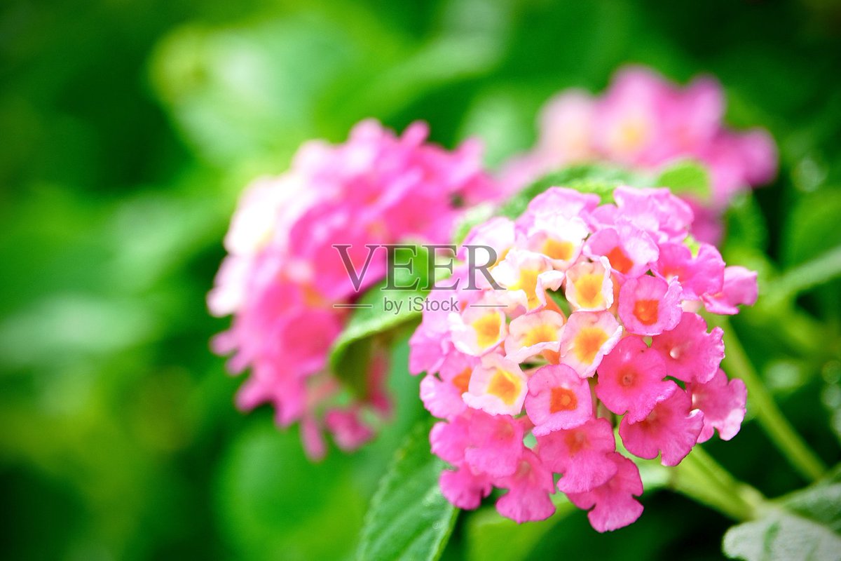 Danielle Coleman tweet media