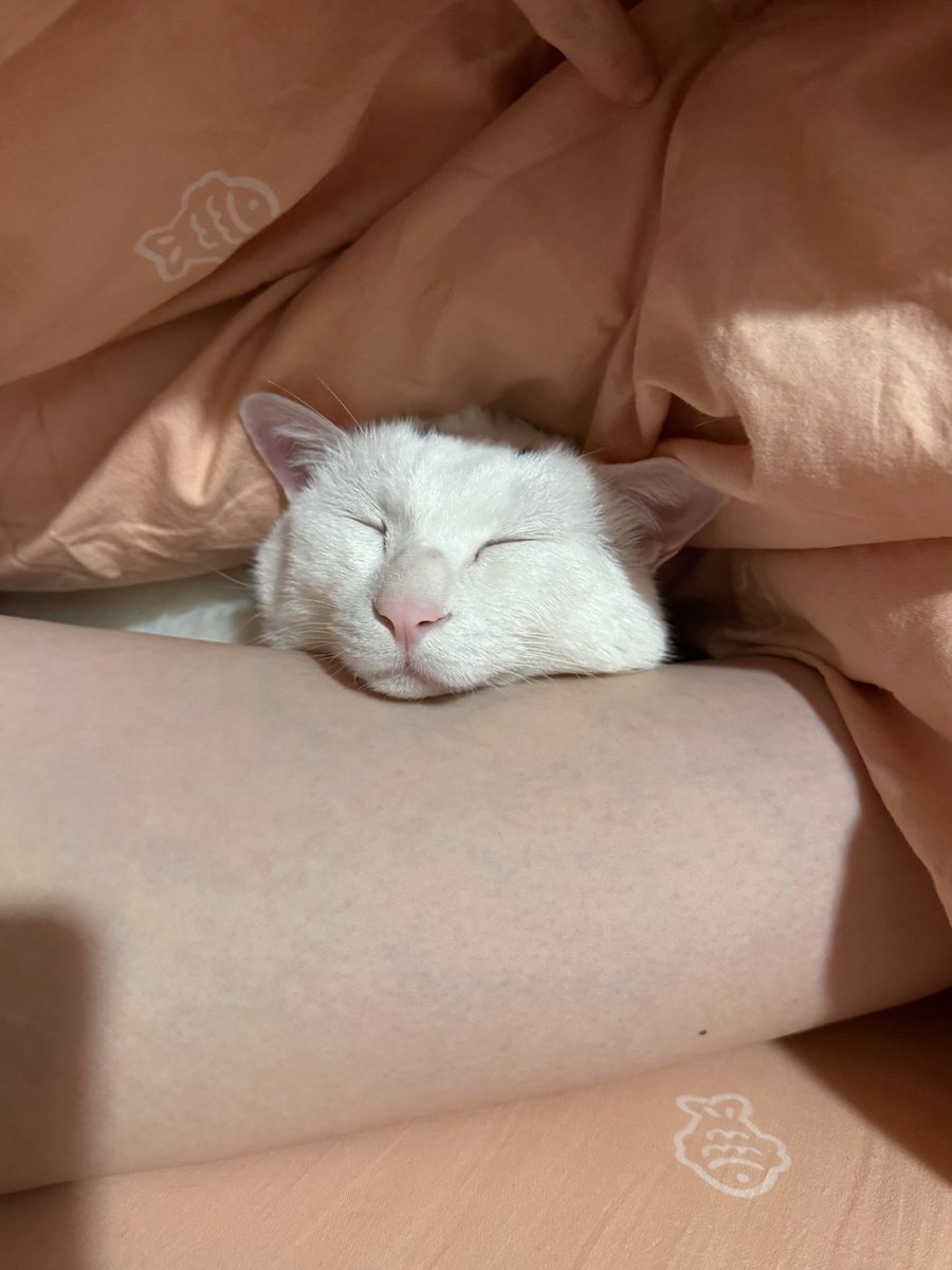 Boooo波妞! tweet media