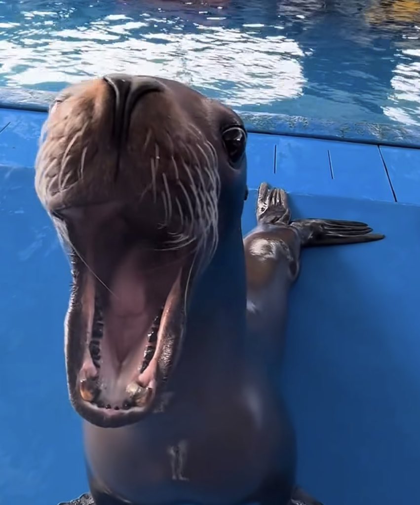 Mercedes-AMG F1 Brasil 🇧🇷 tweet media