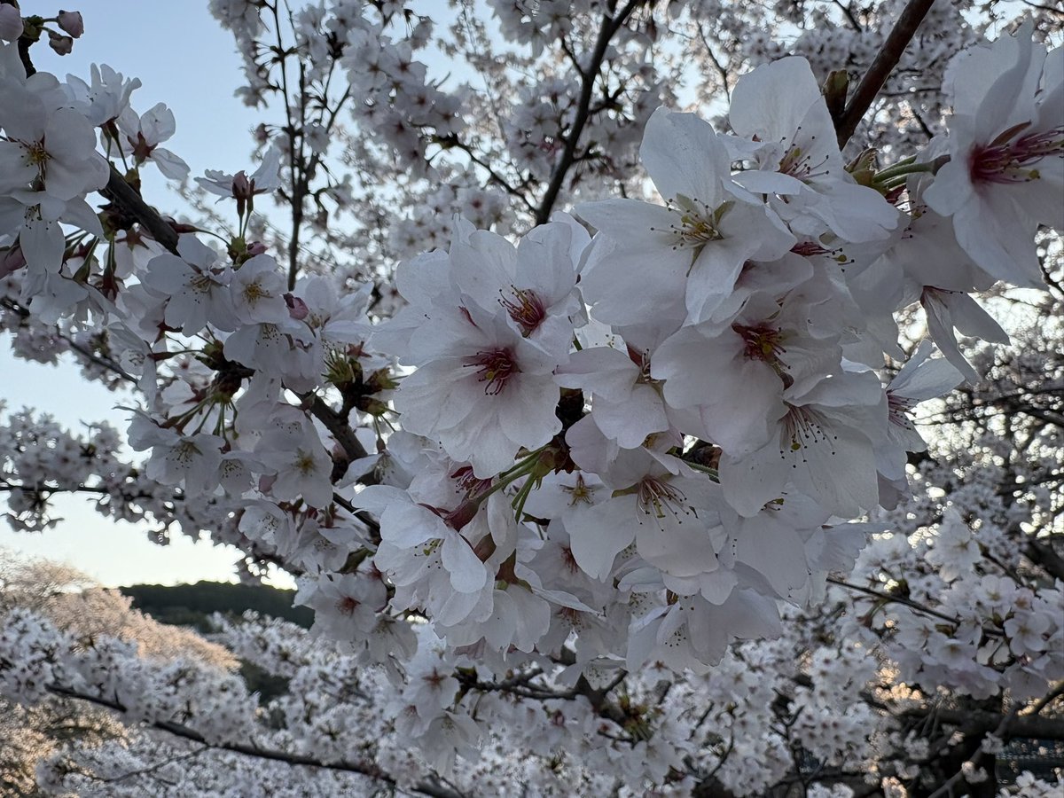 mickey_daisuki's tweet photo. @babyboo_cherry おはようございます☀

昨日は久しぶりに定時退社出来たので、同僚と職場近くの琵琶湖疏水でお花見🌸して来ました♪
20分ほどの散策でしたが（笑）
満開の桜に癒されました😊

今日も程良く頑張ります💪😁 https://t.co/BnInwxisnq