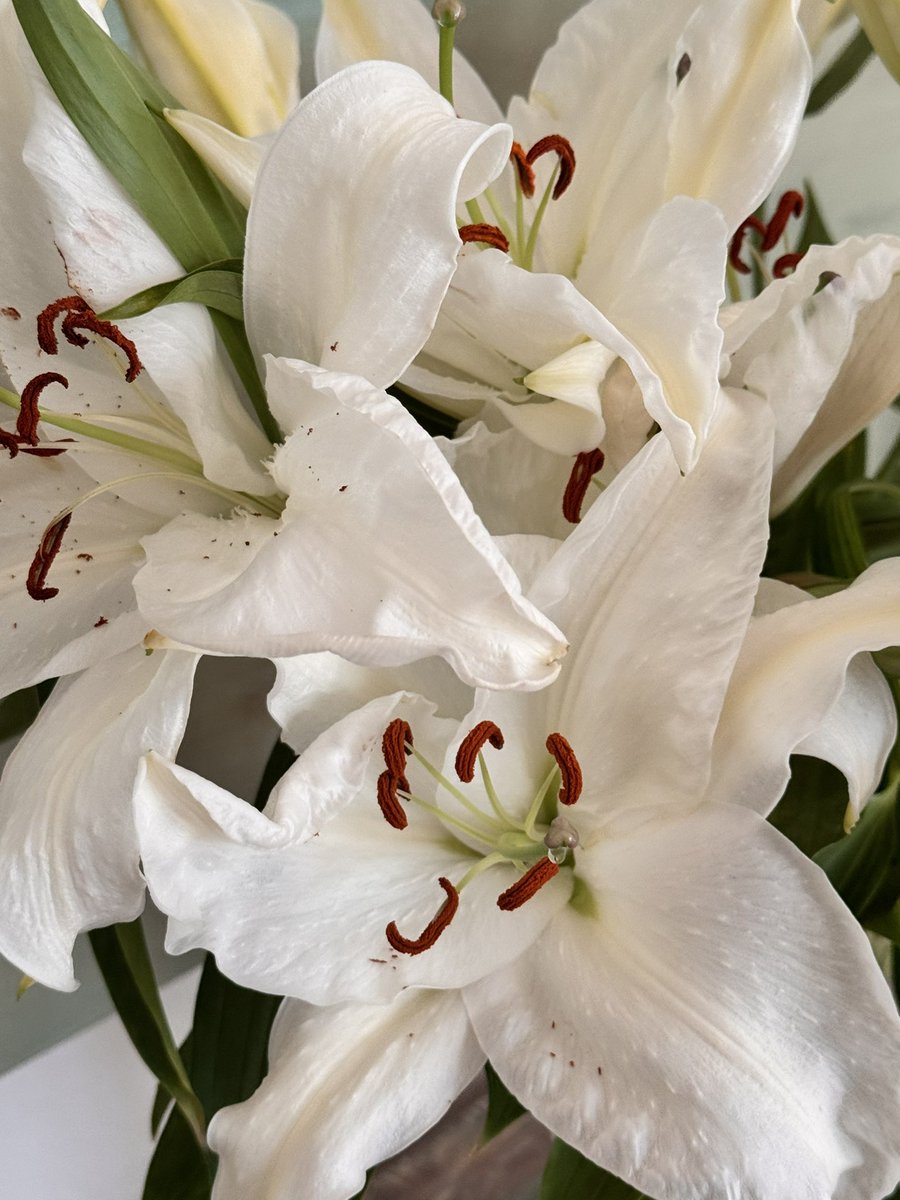 .....Todd..... tweet media