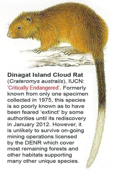 ShrimplyRatical (the t-virus rat) tweet media