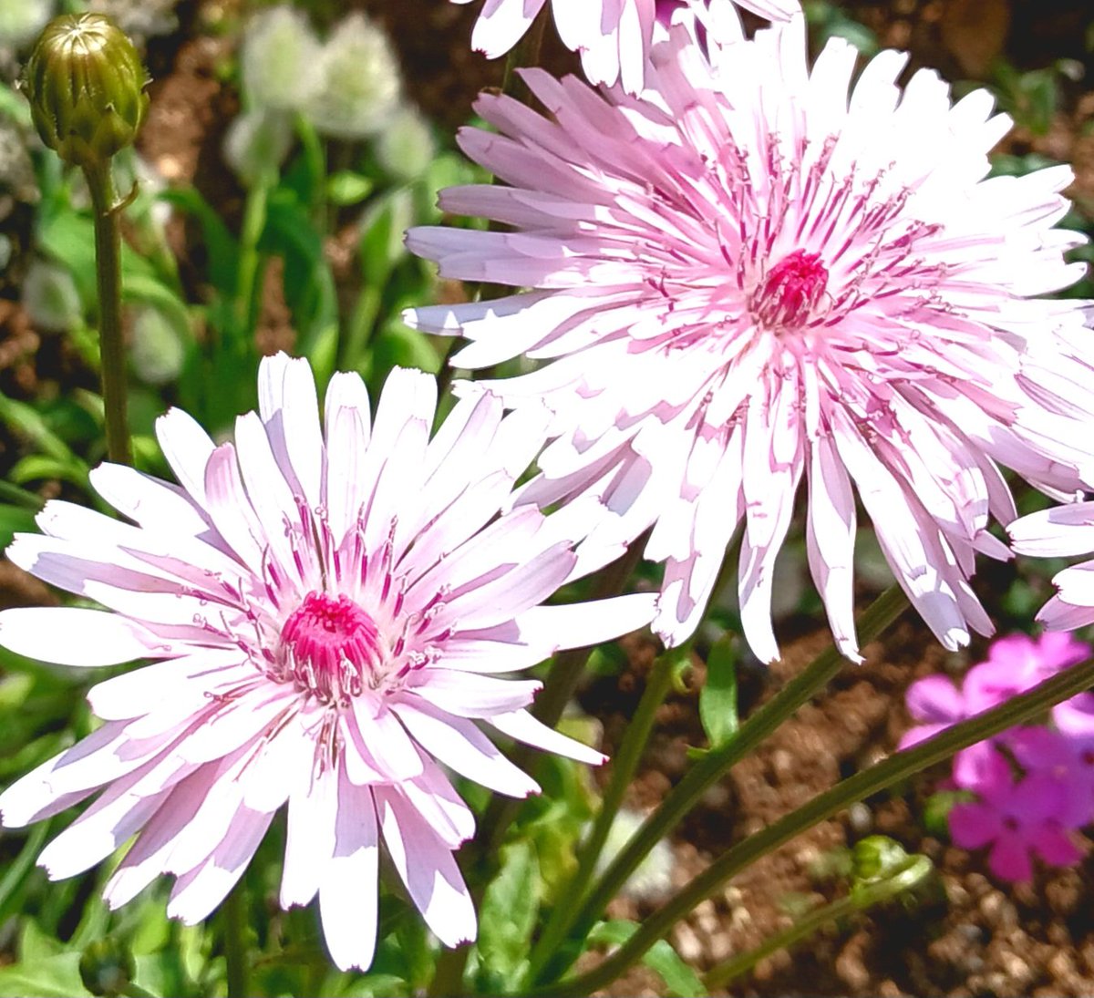 おはようございます? 可愛い笑顔のピンクのお花さん??