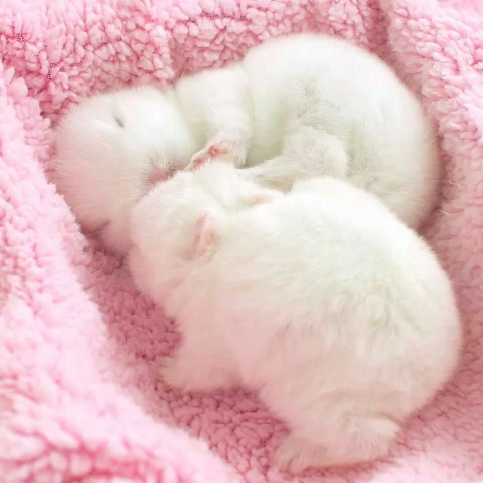 WHY YOU SHOULD HAVE A BUNNIES tweet media