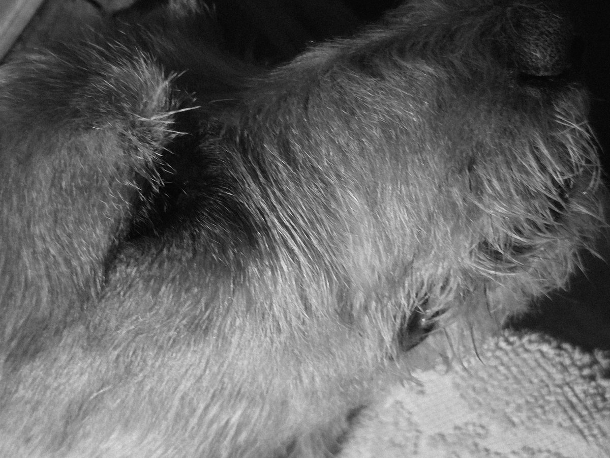 clodette 𔓘 PCD :(( tweet media