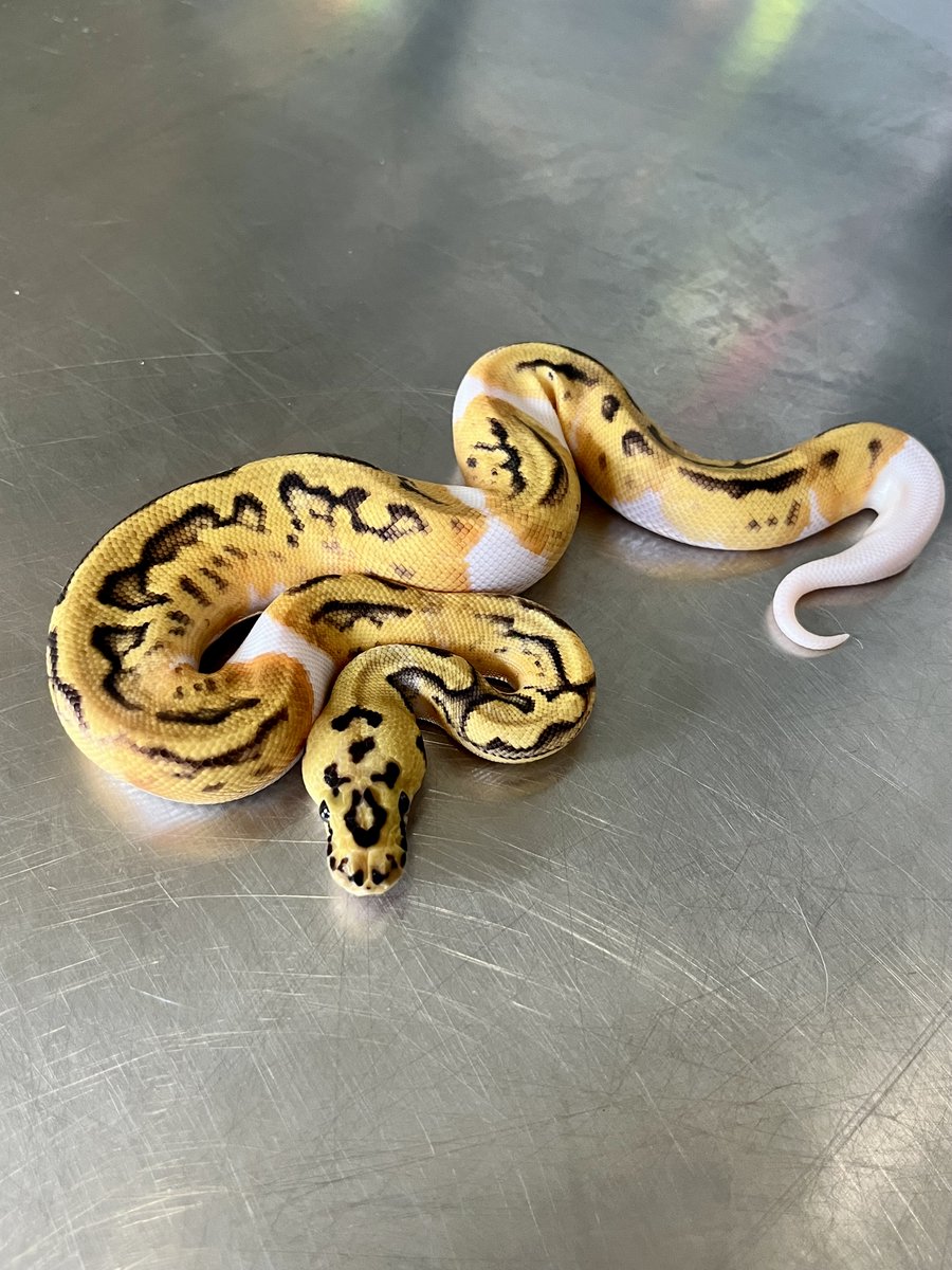 MorphMarket tweet media