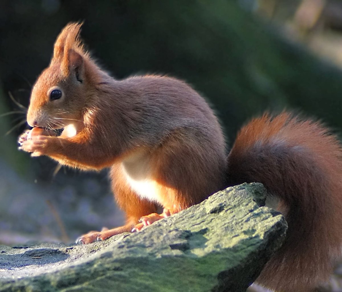 Ness Owen tweet media