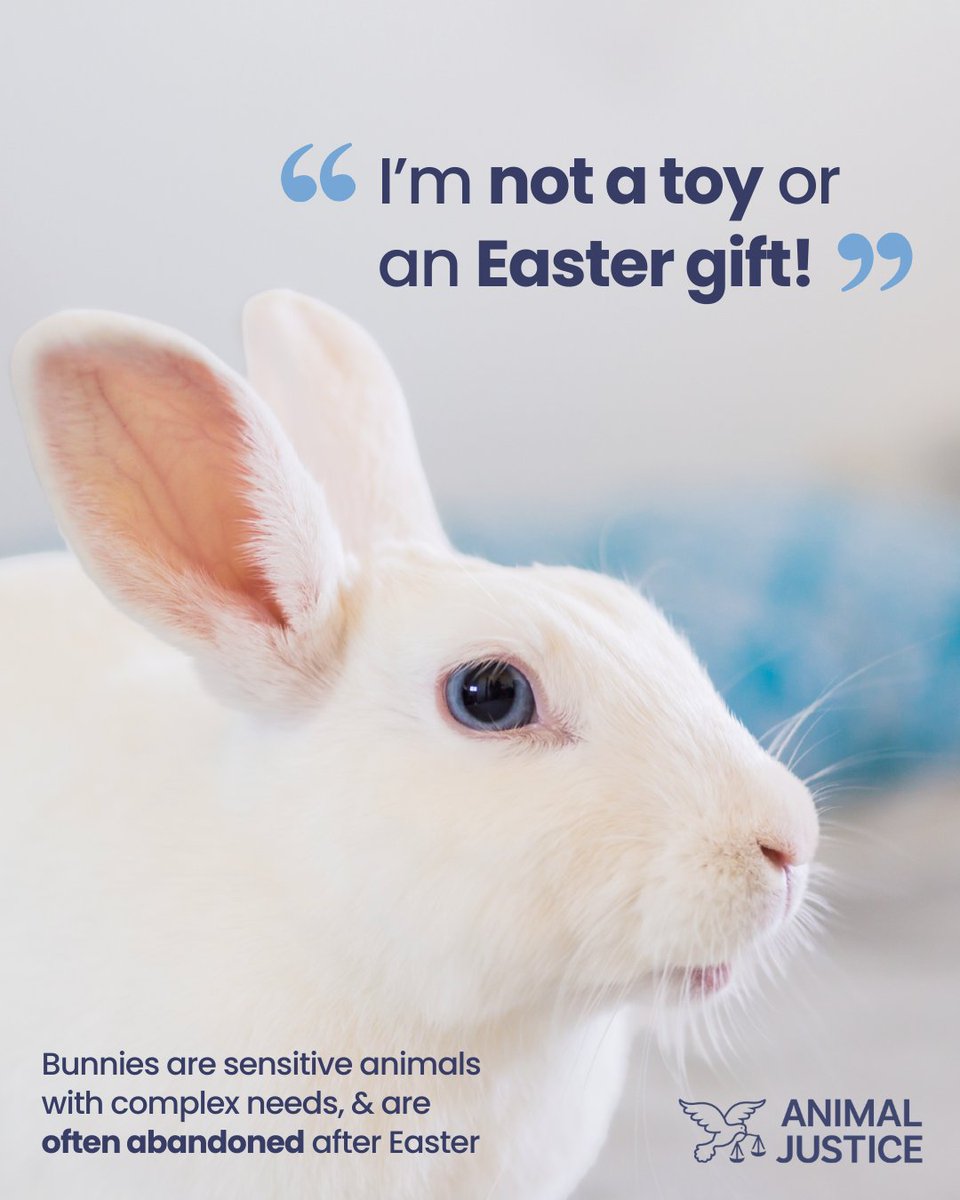 Every year, thousands of bunnies purchased as #Easter gifts are abandoned or surrendered after the excitement wears off. Many won't even survive 1 year 💔

Rabbits are complex individuals &amp; a long-term commitment—not "starter pets". Gift dairy-free chocolate instead 🍫🧸