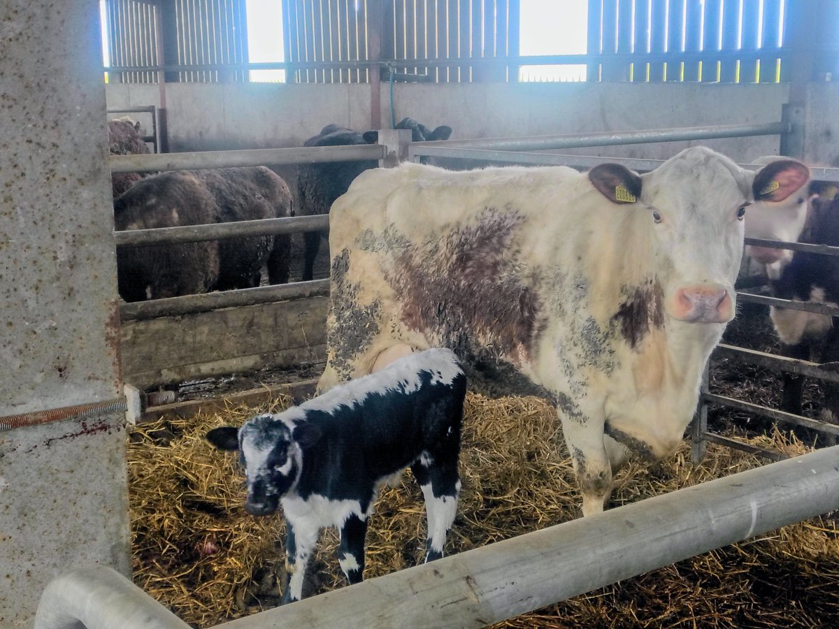 Joshua Moore tweet media