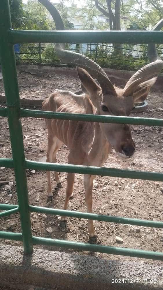 Sandra Segovia. Todos Somos Animales sí también tú tweet media