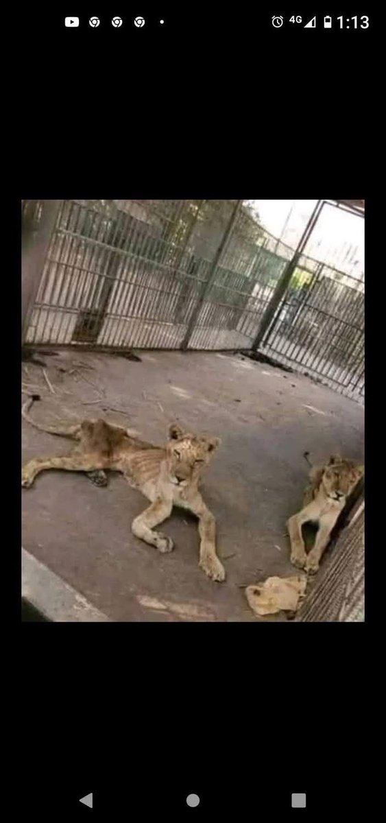 Sandra Segovia. Todos Somos Animales sí también tú tweet media