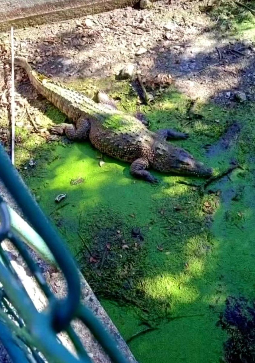 Sandra Segovia. Todos Somos Animales sí también tú tweet media