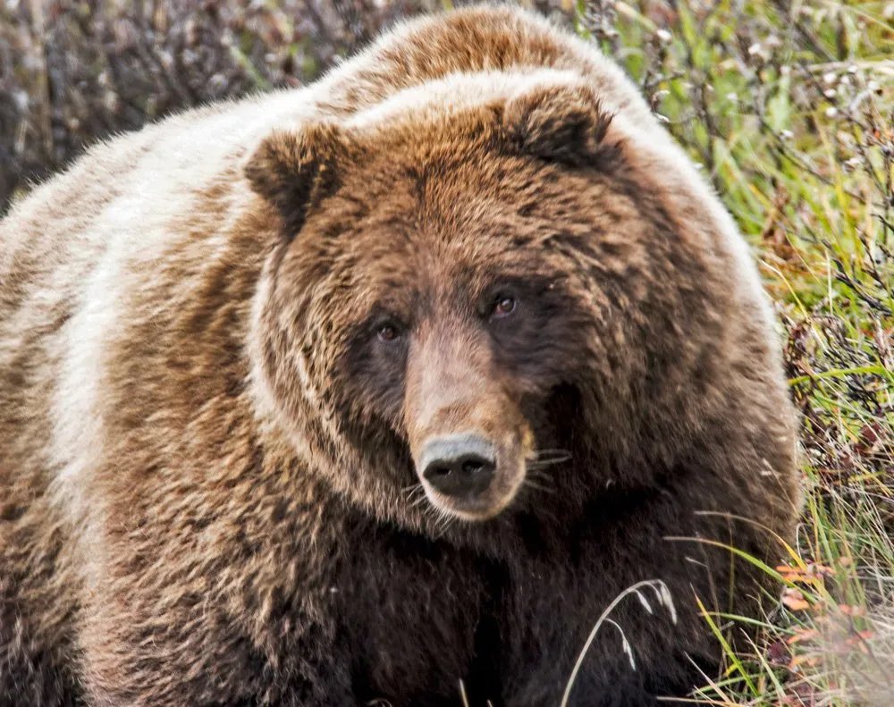 🍍🌺𝔹𝕦𝕕𝕕𝕙𝕒 ℂ𝕠𝕞𝕚𝕔𝕤 MET 𝔸ℝ𝕋𝔾𝔼ℝ𝕄 !! tweet media