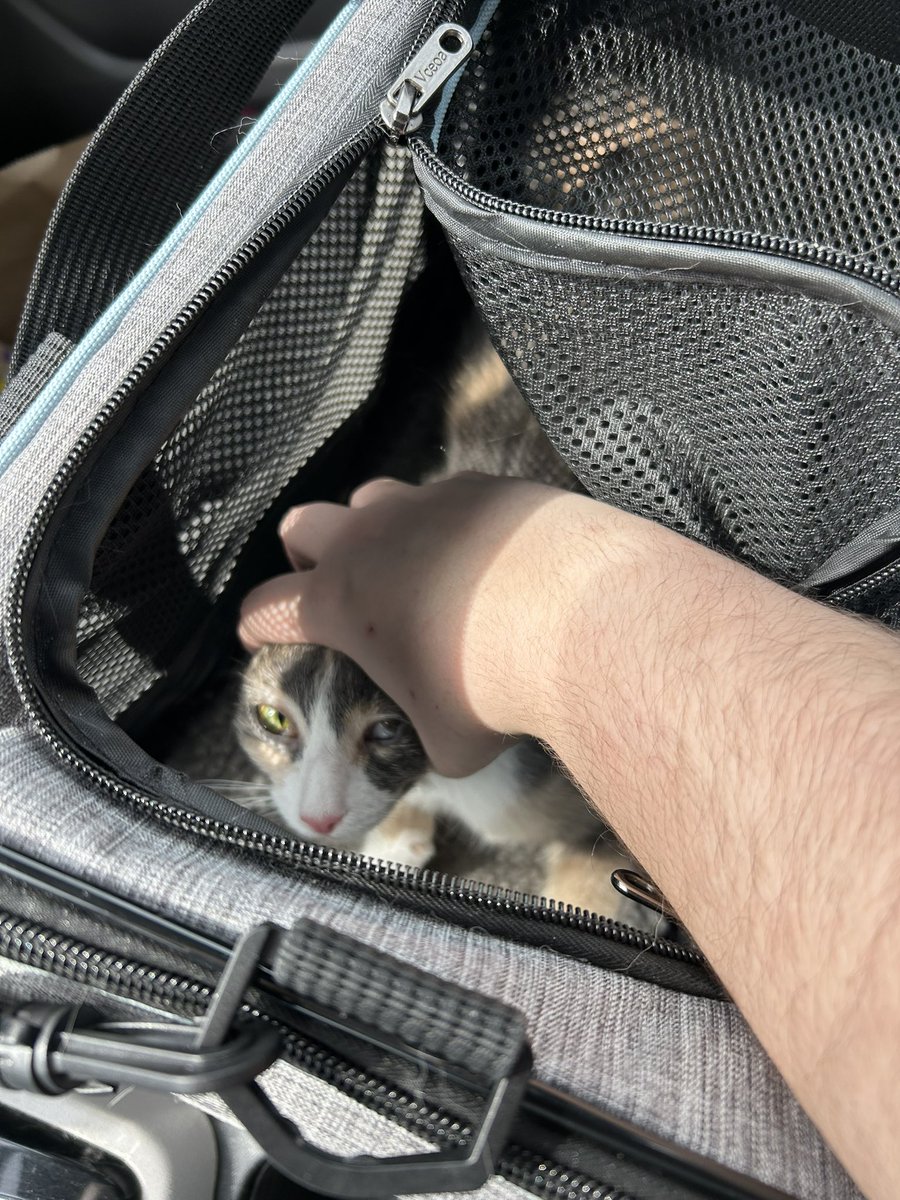 monkey & zoe ❤️ oreo 🌈 tweet media