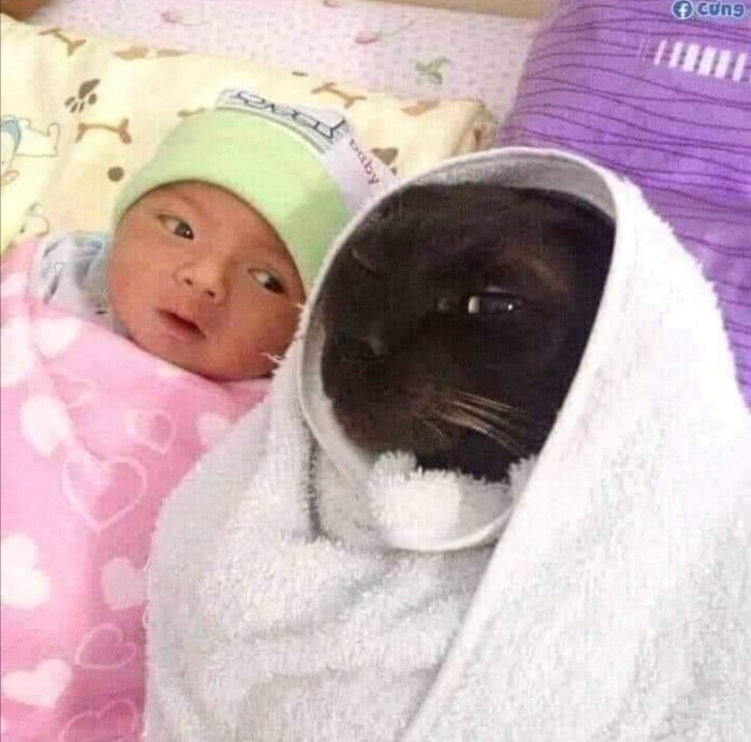 Punch Cat tweet media