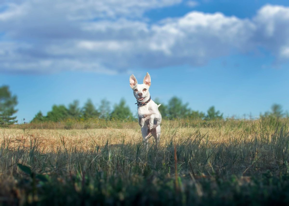 Opal… coming in hot!! 💥

She‘s too cute. ❤️

#Opal #Wyoming #HappyDog #SoCute