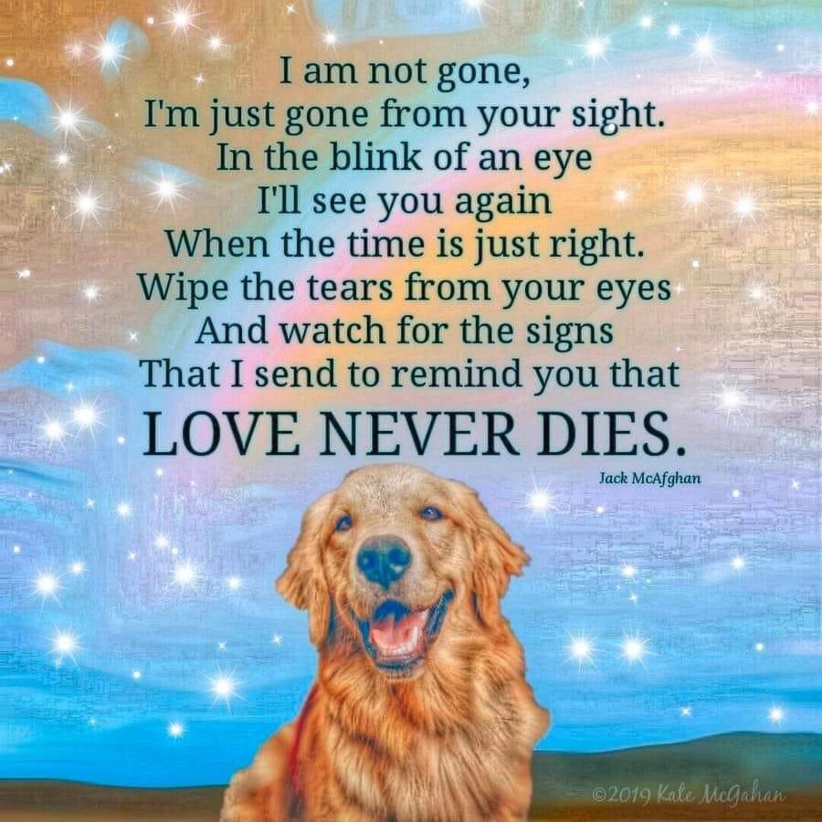 Aunty Maggs, Oscar 🌈 & Sprout 💔🌈🐾🐾 tweet media
