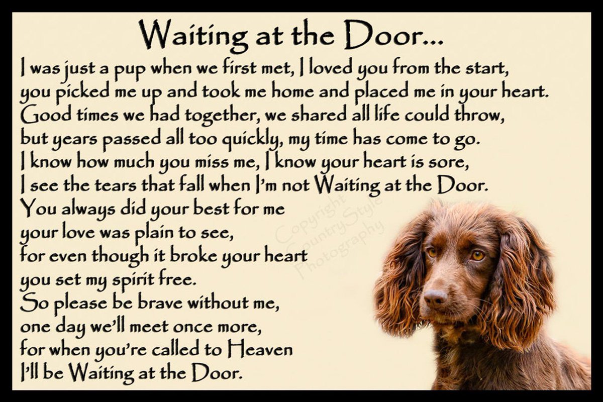 Aunty Maggs, Oscar 🌈 & Sprout 💔🌈🐾🐾 tweet media