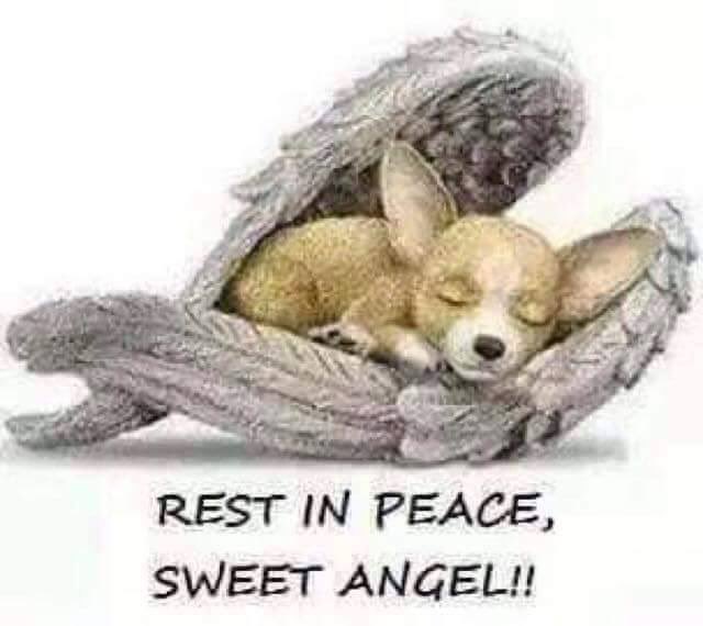 Aunty Maggs, Oscar 🌈 & Sprout 💔🌈🐾🐾 tweet media