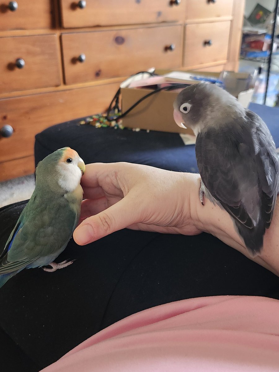 LadyVader is Five Birds Cosplaying A Human tweet media