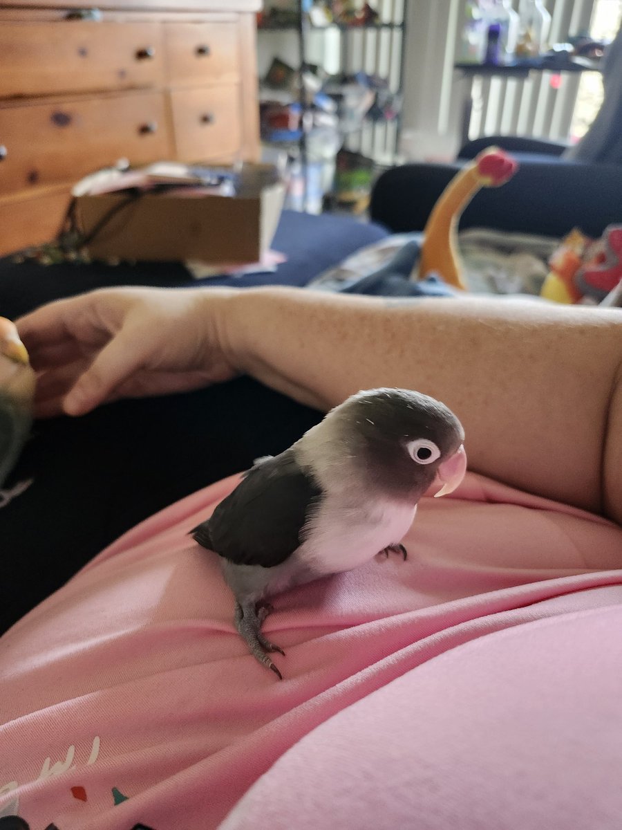 LadyVader is Five Birds Cosplaying A Human tweet media