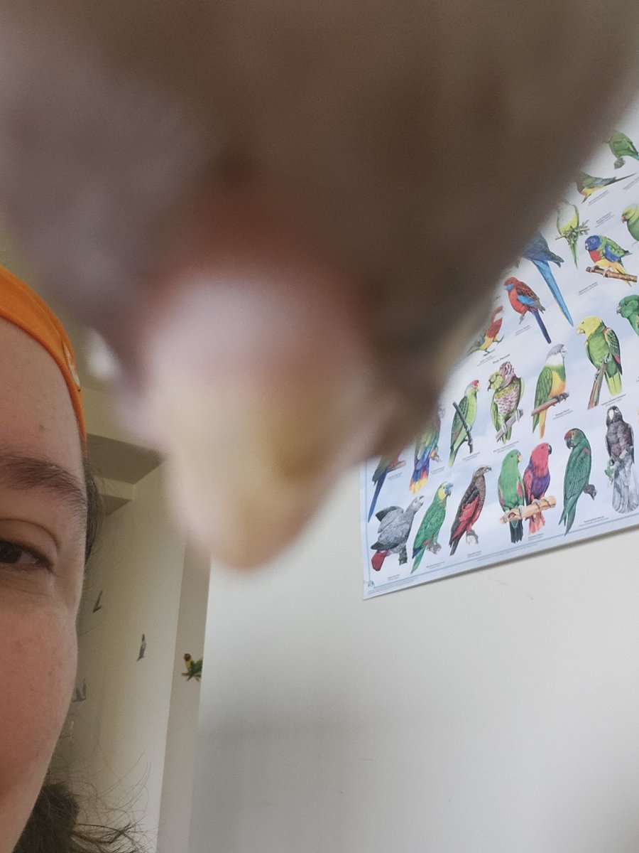 LadyVader is Five Birds Cosplaying A Human tweet media