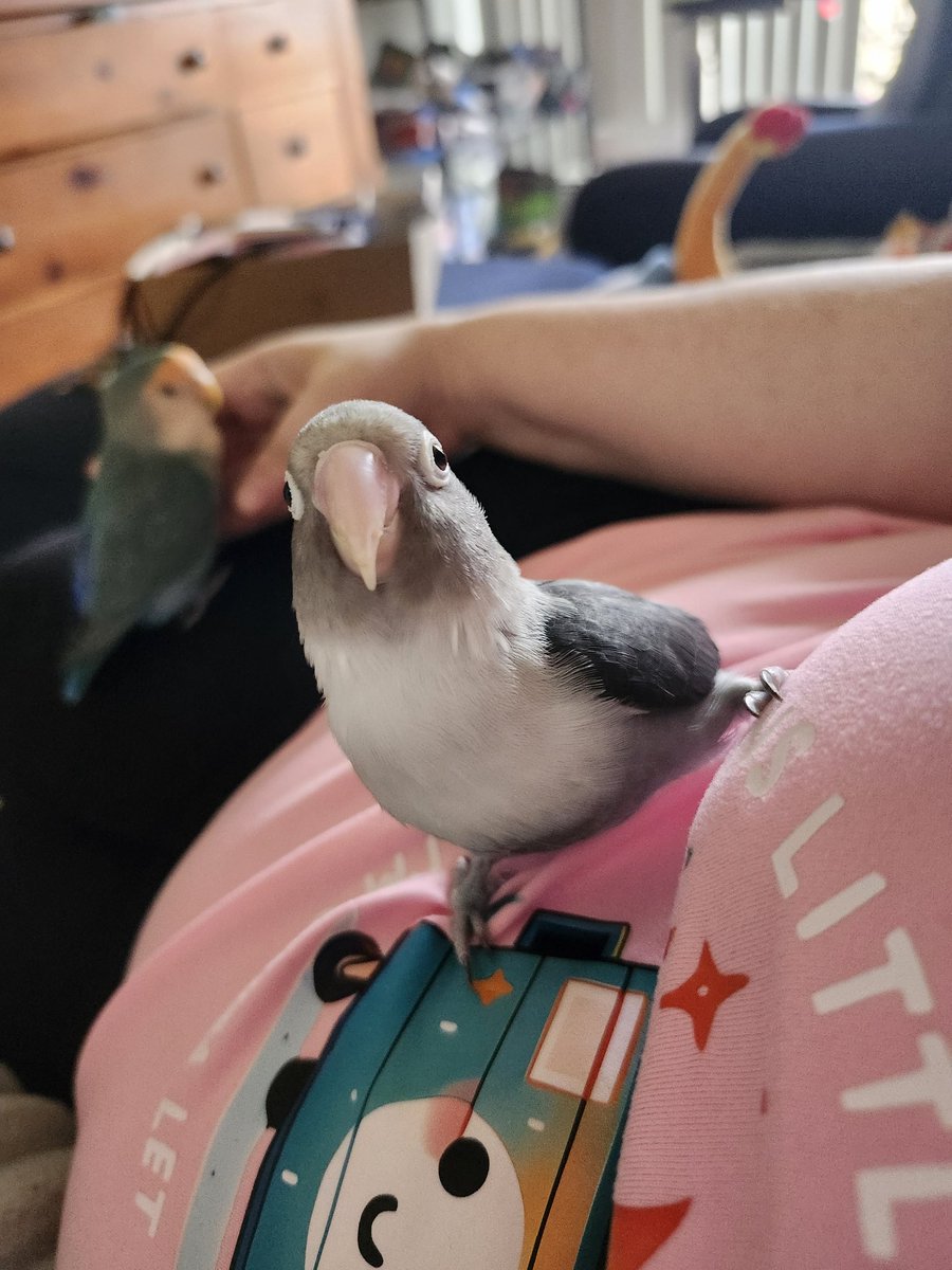 LadyVader is Five Birds Cosplaying A Human tweet media