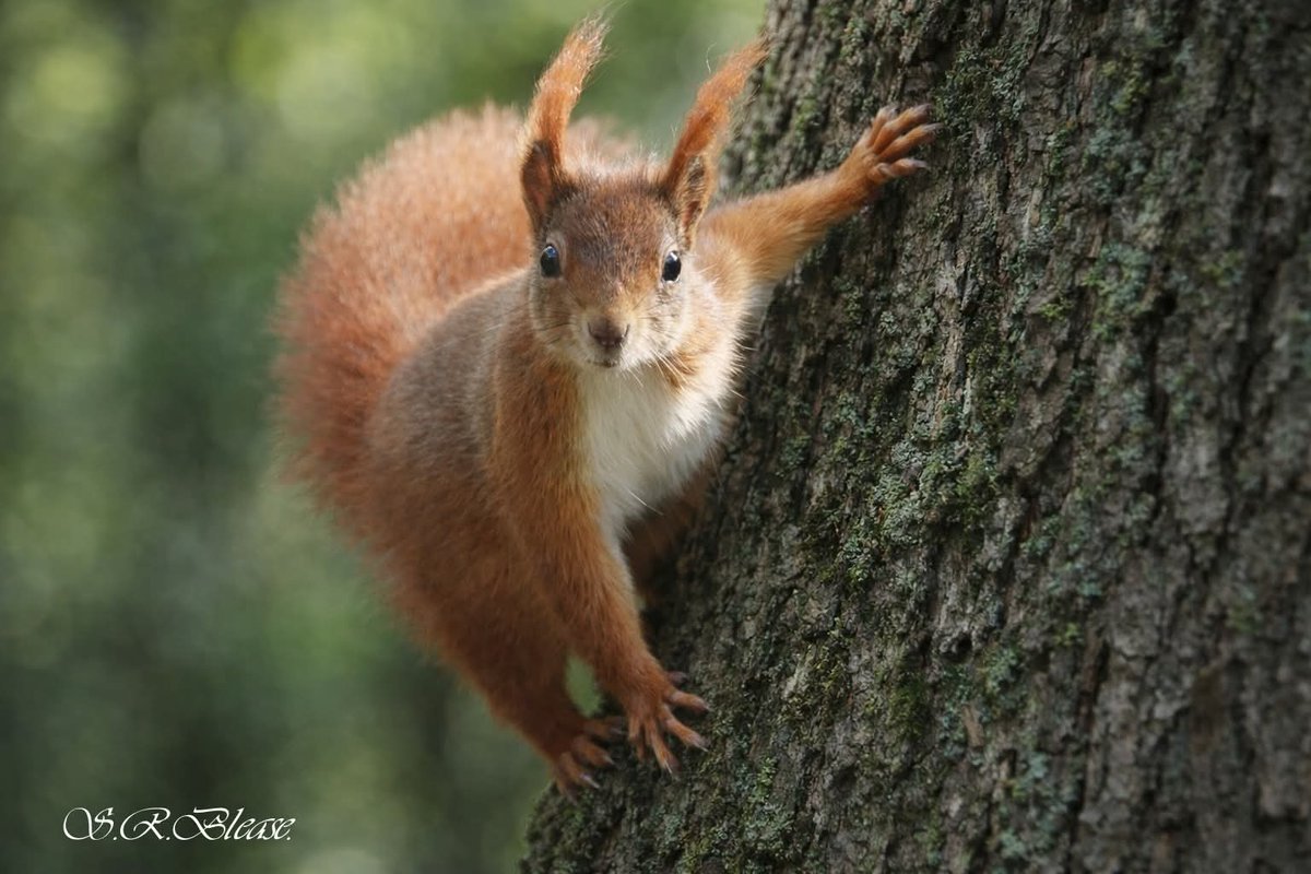 Ness Owen tweet media