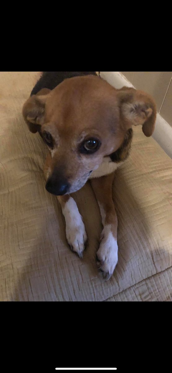 LisaLynn🕊️🤍✝️🌿 tweet media