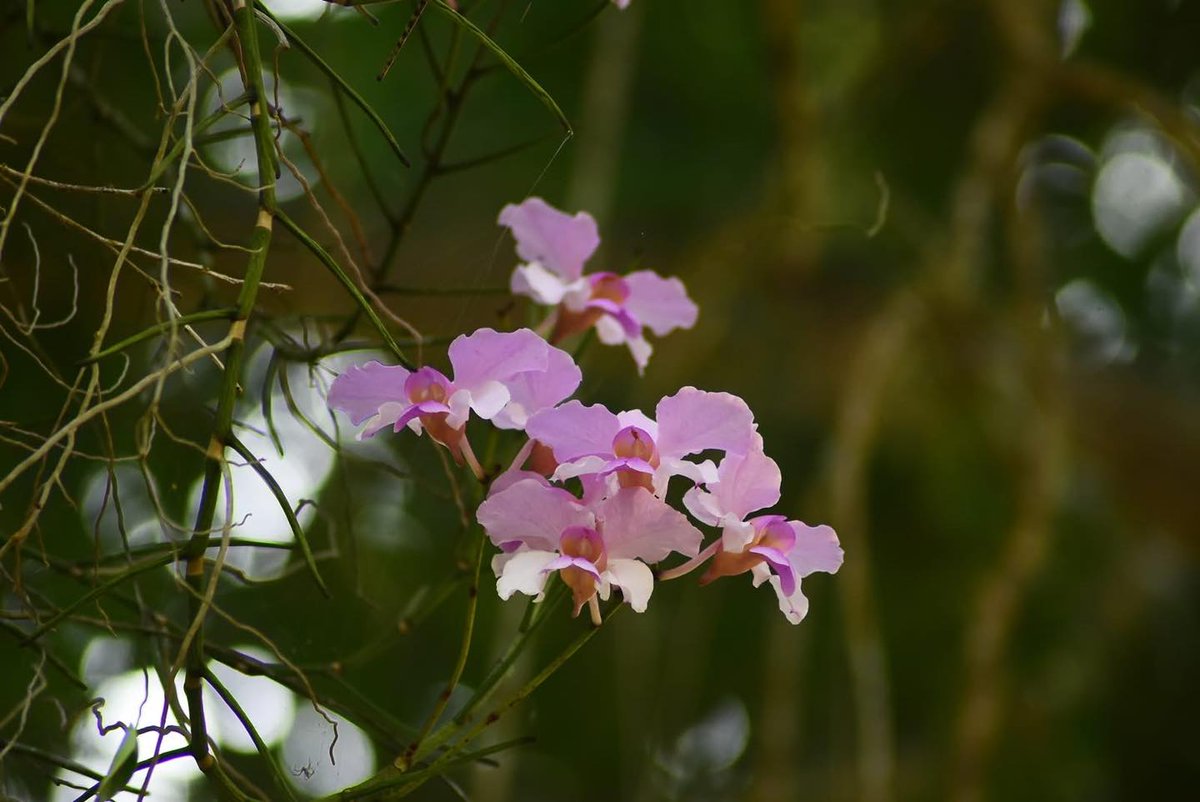 กรมอุทยานแห่งชาติ สัตว์ป่า และพันธุ์พืช tweet media